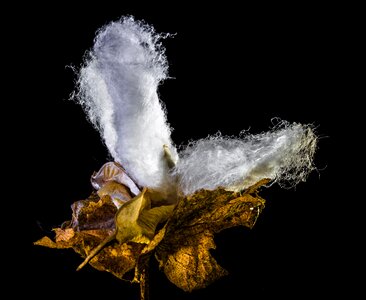 Cotton cotton shrub plant