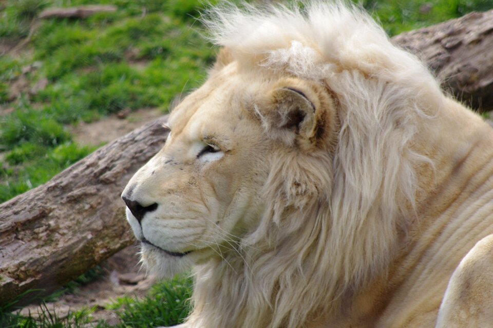 Big cat wildlife cat