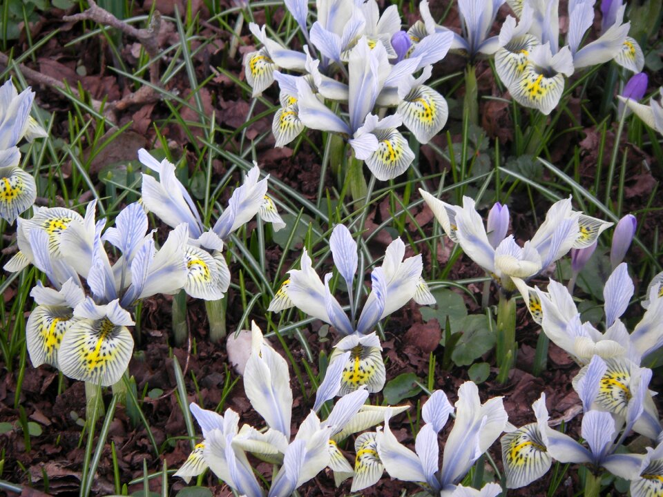 Yellow purple white