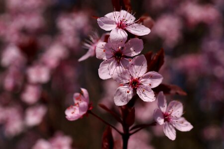 Spring plant cherry blossom photo