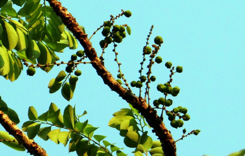 Gooseberry tree berries tree