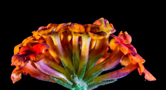 Orange yellow flower