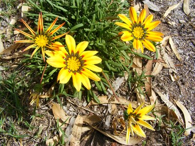 Flowers yellow wild flowers summer