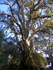 Rubber tree australian eucalyptus eucalyptus tree photo