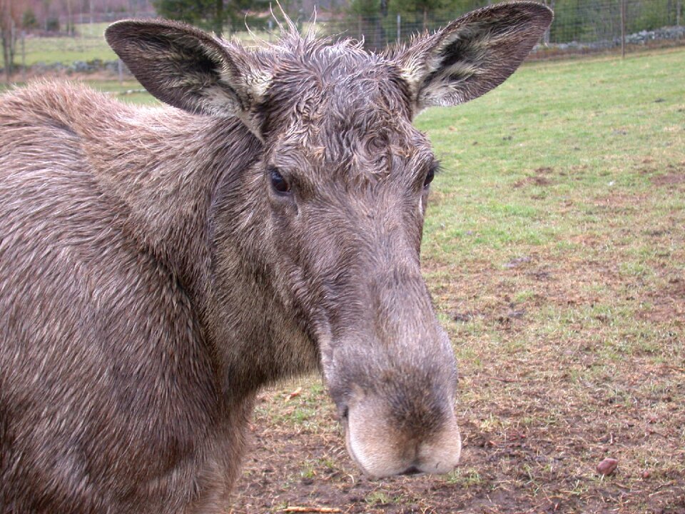 Mammal animal world snout