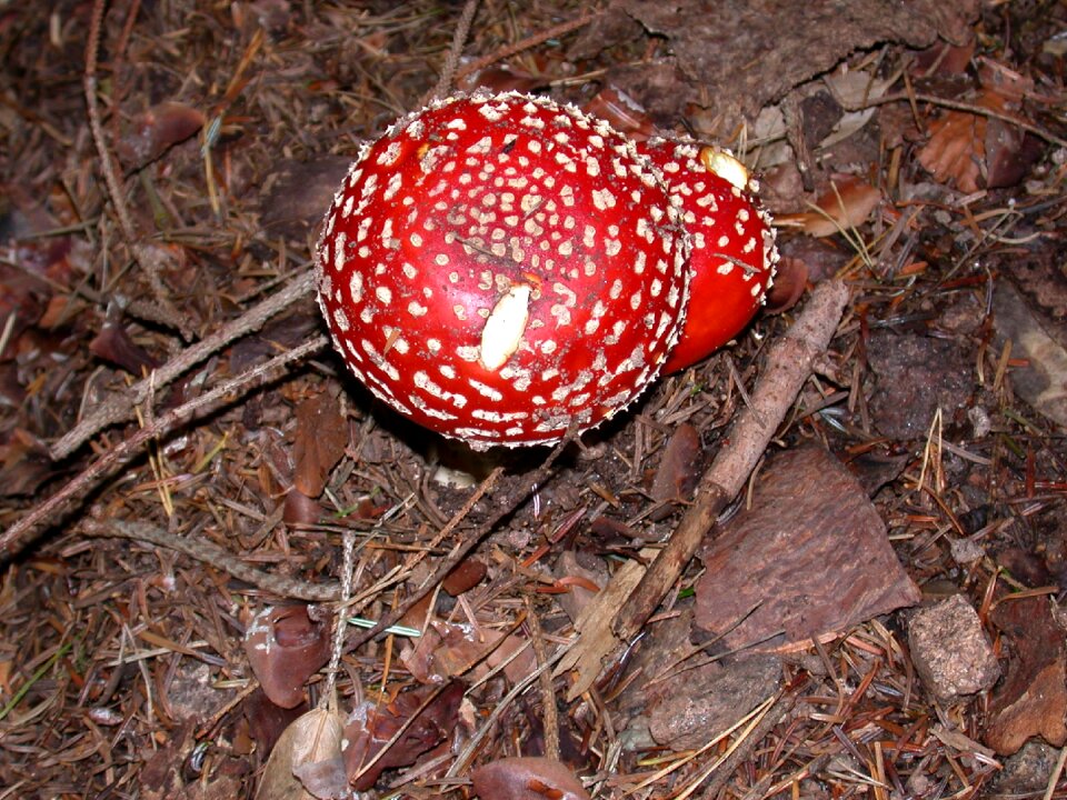 Forest poison toxic