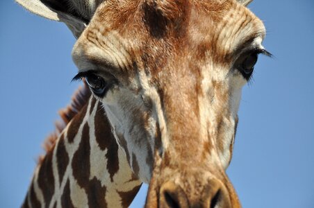 Serengeti safari big game photo