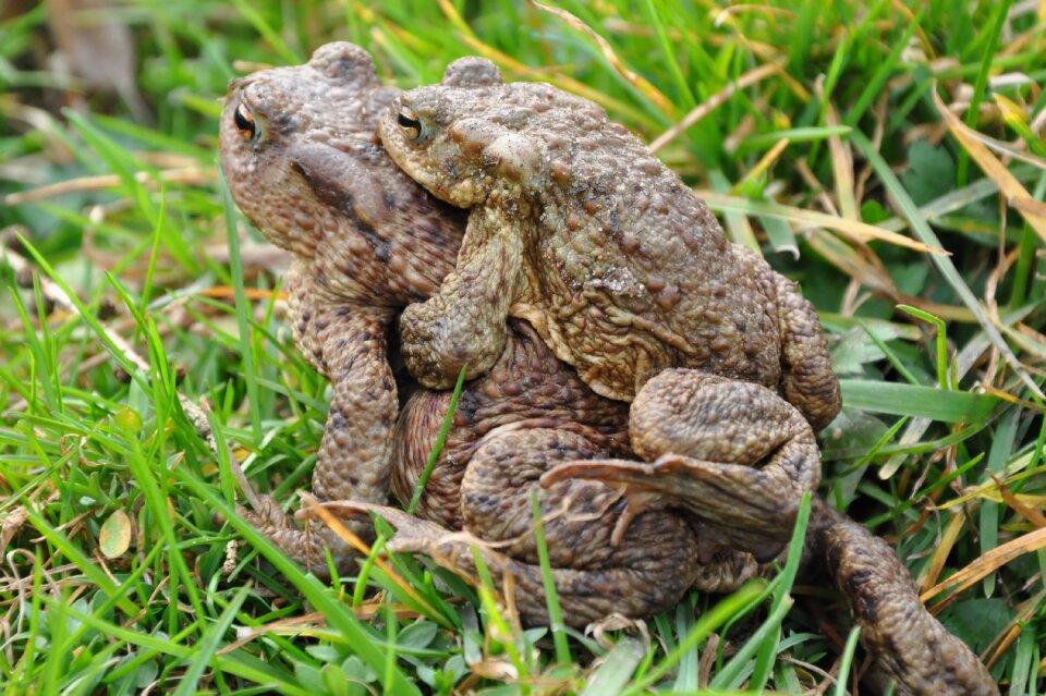 Amphibian animal the creation of