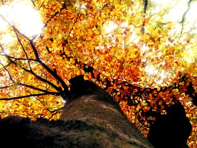 Autumn forest nature background photo