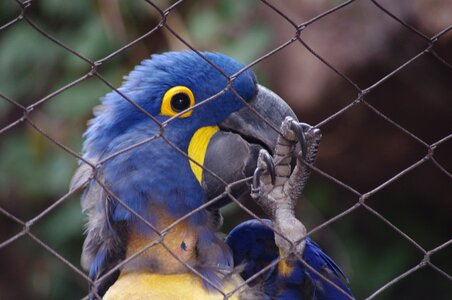 Bird blue zoo