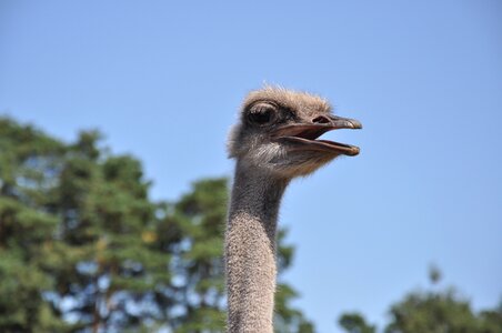 Animals bouquet head