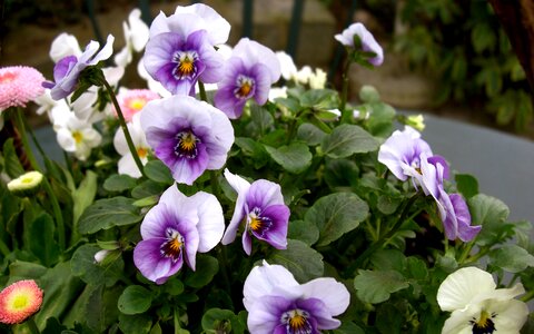 Flowers bloom purple