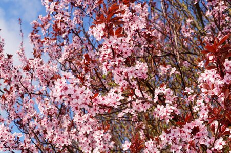 Nigra ornamental blossom