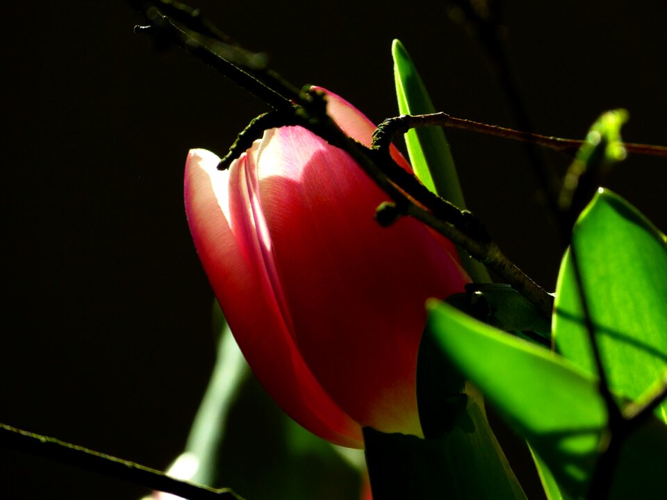 Pink flowers plant