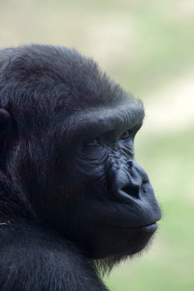 Animal primate ape