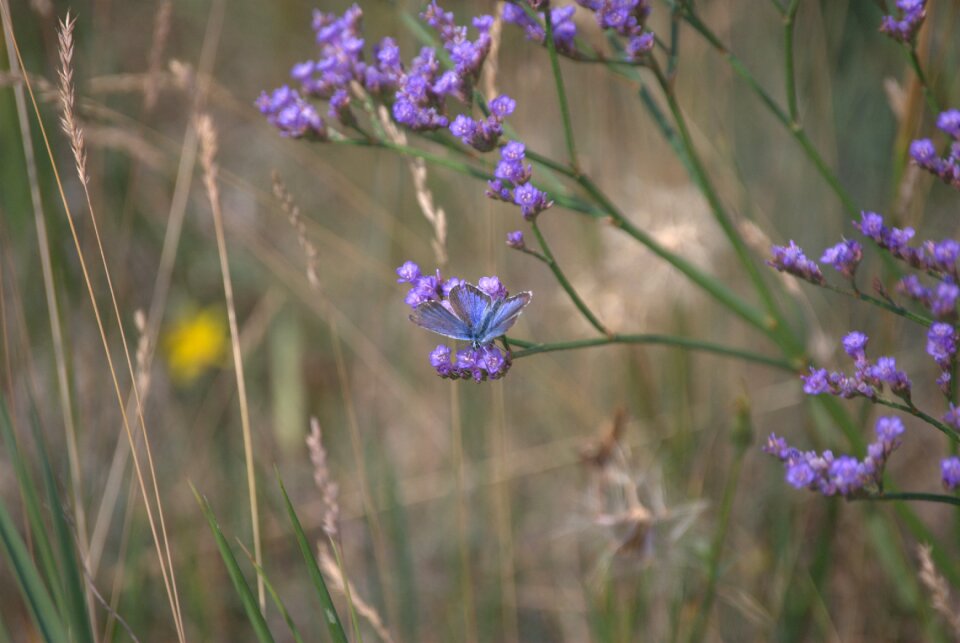 Butterfly insect sheer