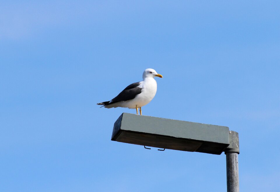 Species large gull animal