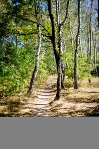 Summer nature forest