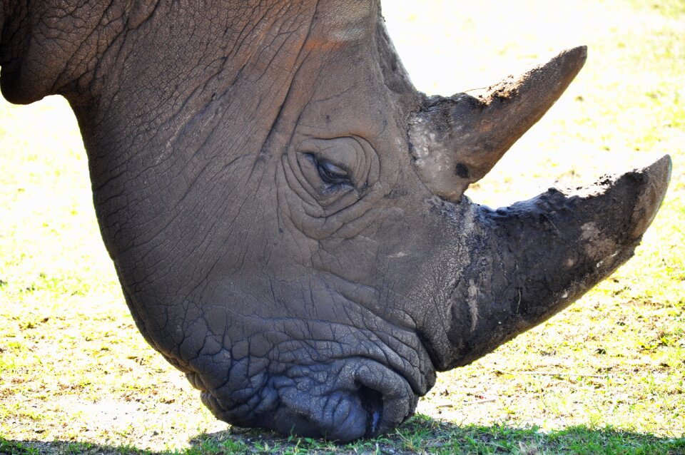 Animals mammal horn