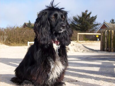 Dog black pet