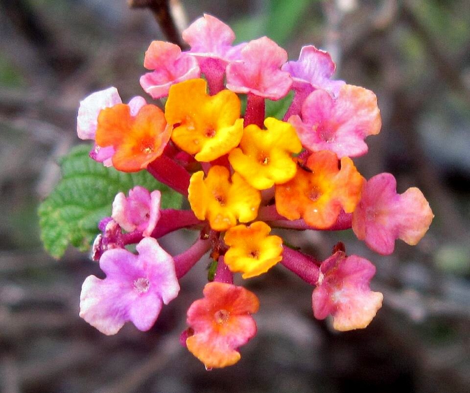 Nature outside tropic