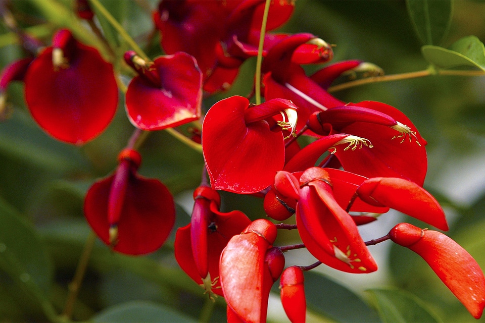 Jungle red tropical