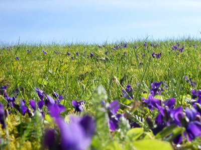 Spring meadow spring beautiful