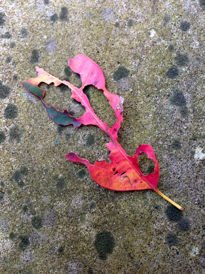 Dried leaf sad old leaf