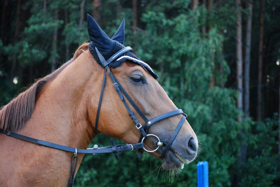 Animal the head of a horse pony
