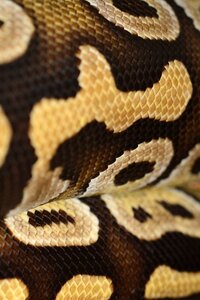 Animal creature snake photo