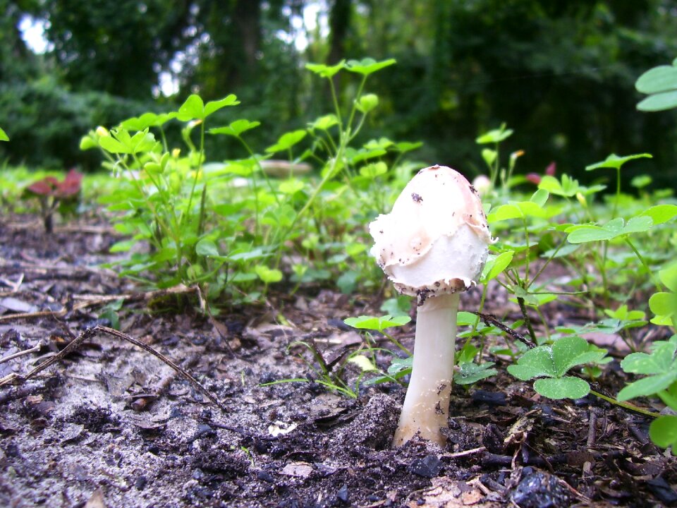White woodland forest