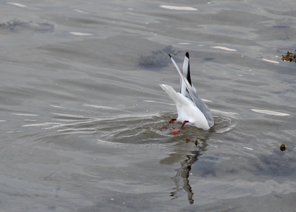 Gulls seagull water bird
