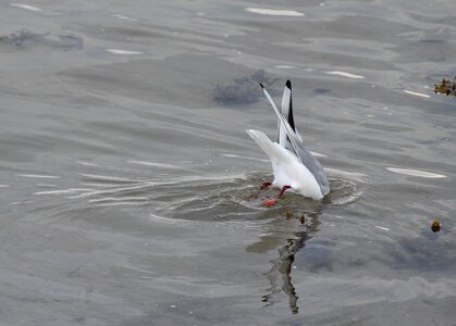 Gulls seagull water bird photo