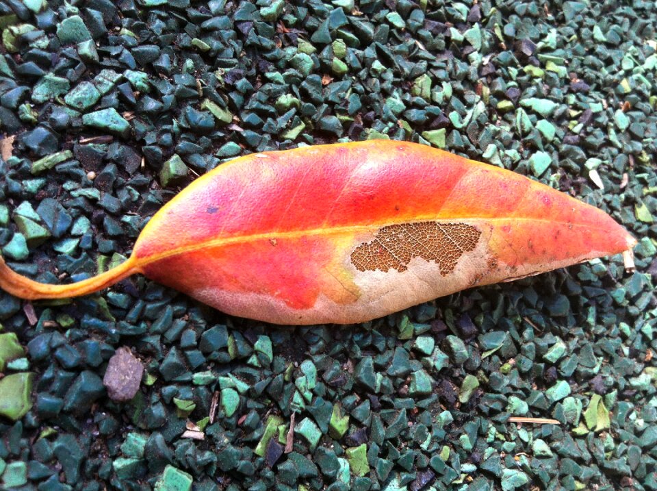 Fall leaves season