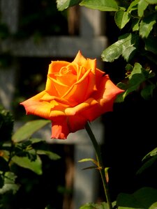 Nature bloom orange rose
