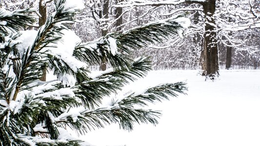 Bushes tree winterwonderland photo
