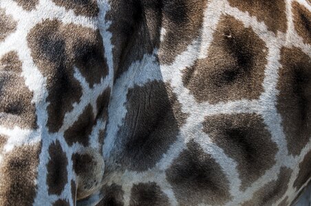 Pattern zoo animals