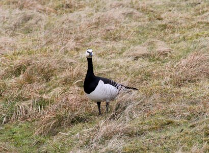 Geese bird animal