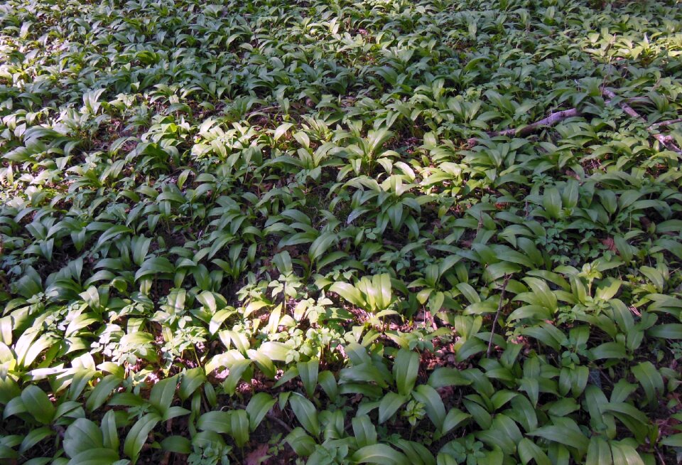 Vegetable plant bavaria upper bavaria