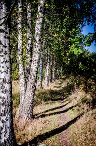 Spacer relaxation forests
