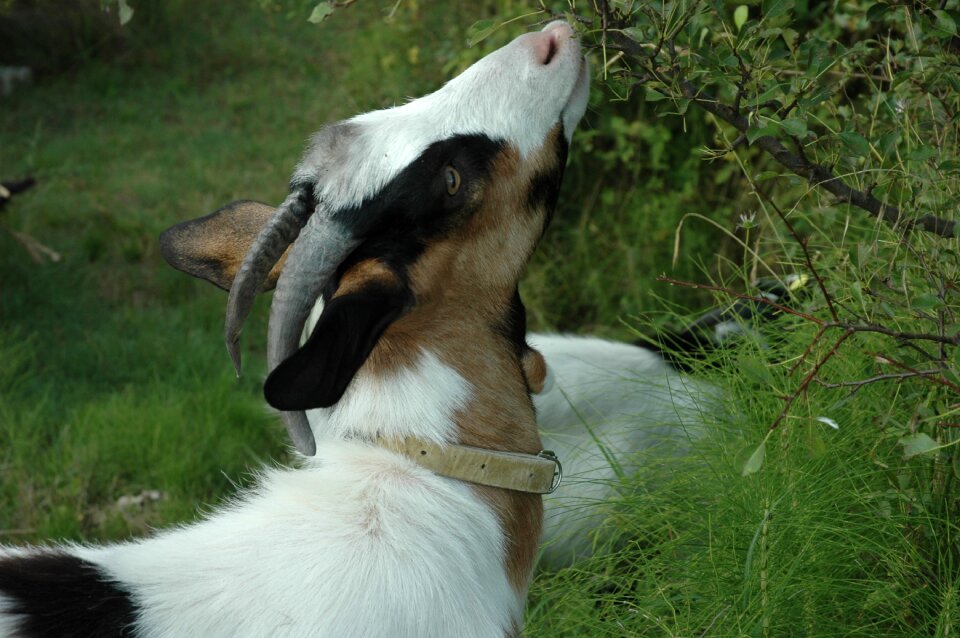 Goat animal nature