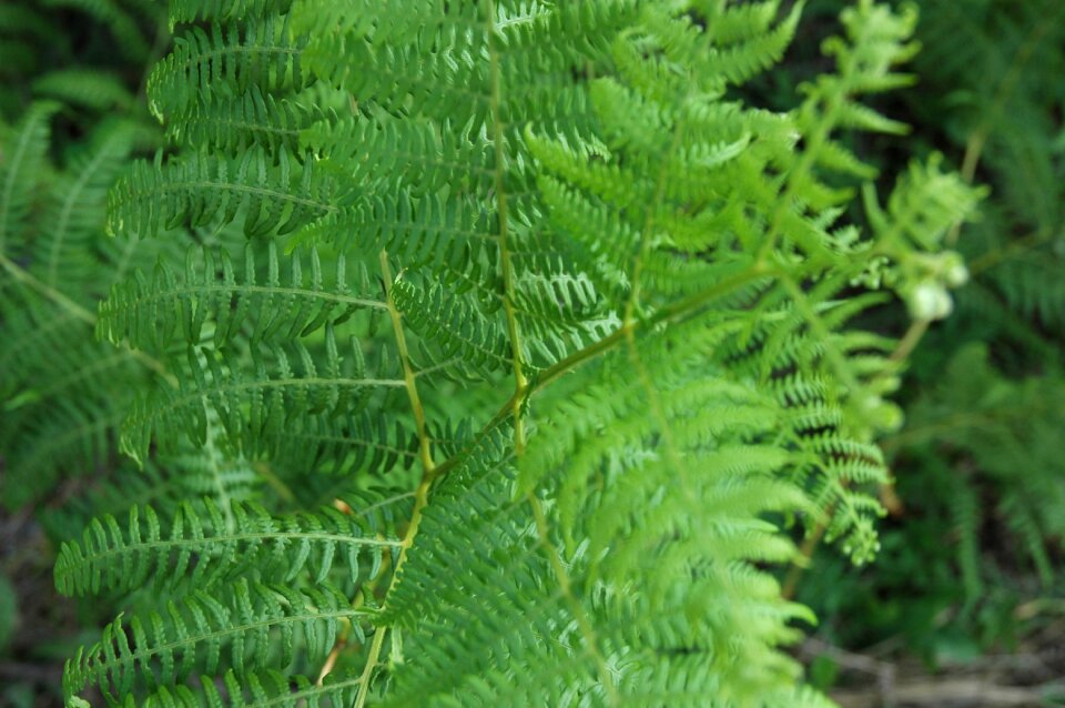 Greens picnic nature