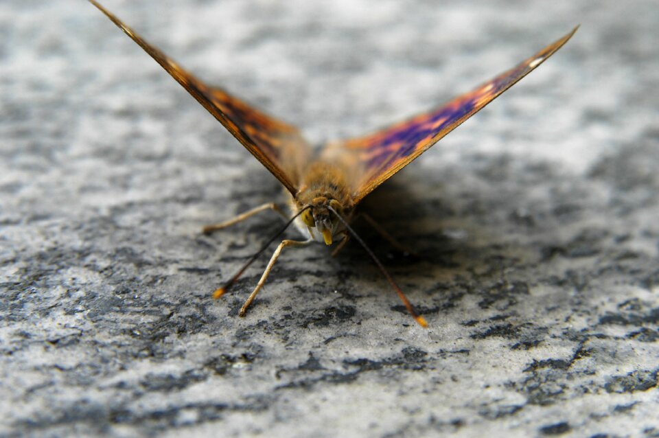 Butterfly macro nature