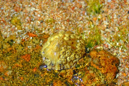 Marine sessilia acorn barnacles photo