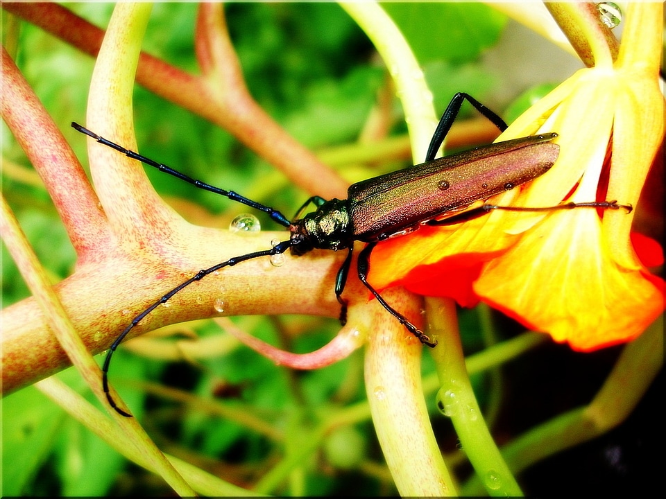 Close up musk beetle garden