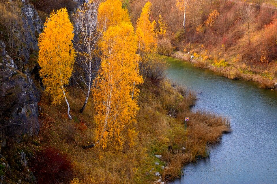 Landscape tree poland