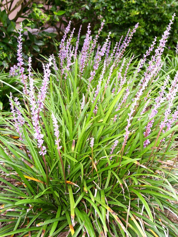 Grass spring summer
