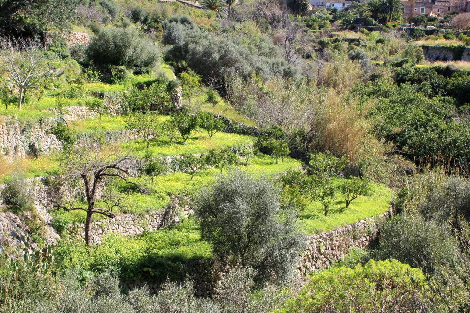 Olive trees green nature