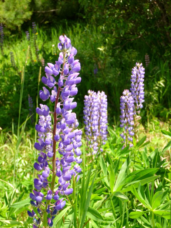 Purple flora bloom