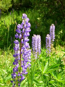 Purple flora bloom photo